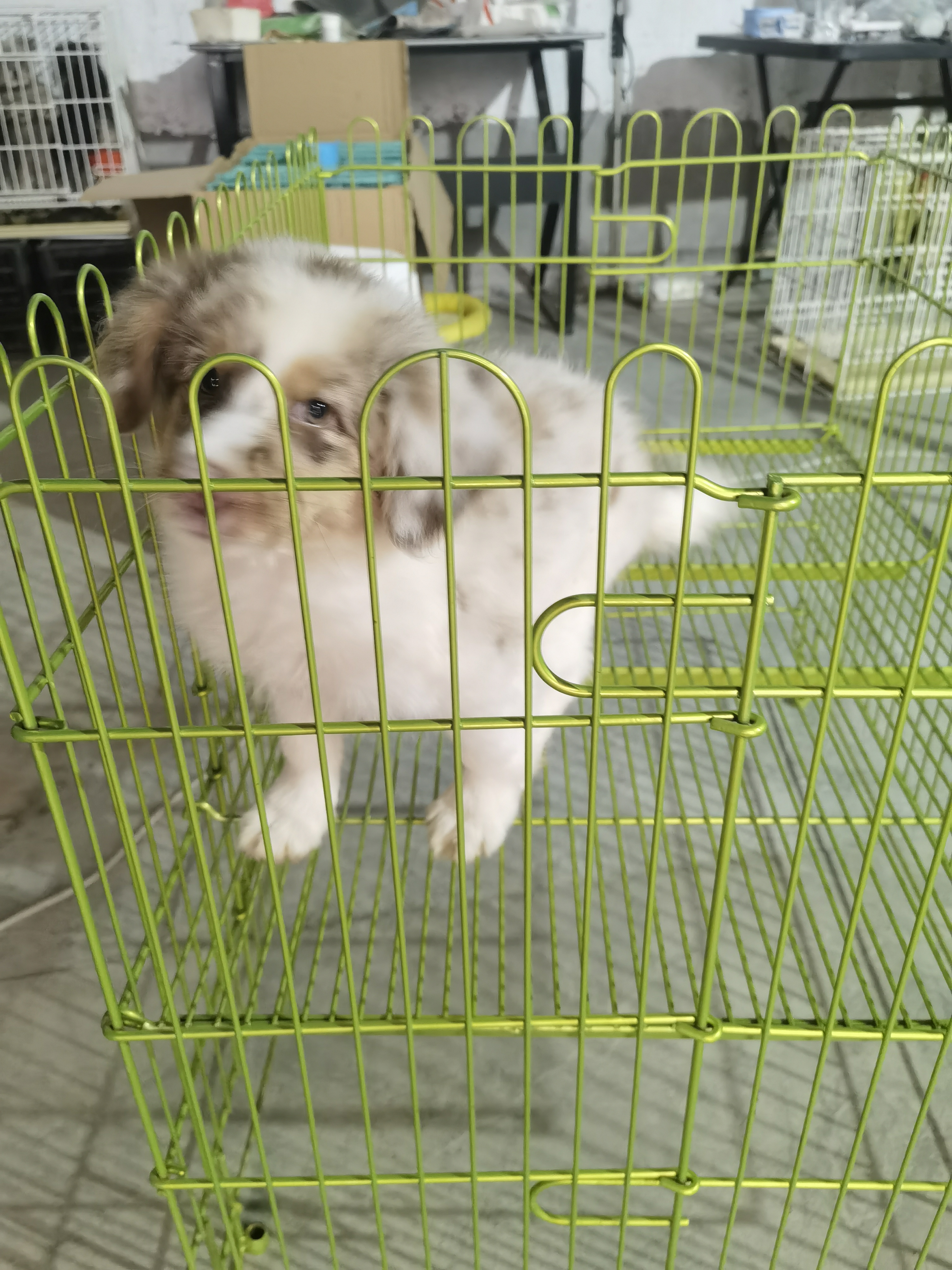 血统赛级红陨石边牧